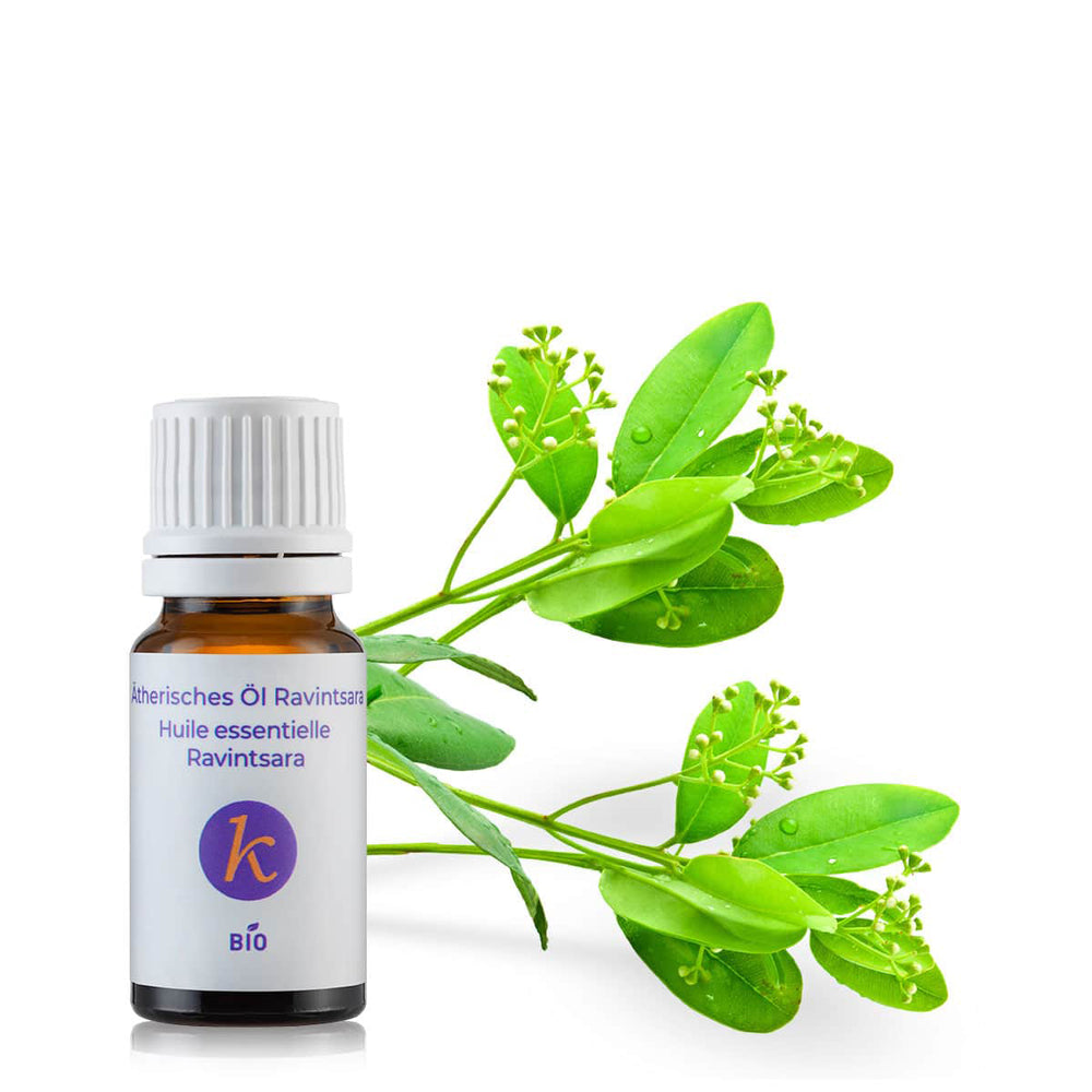 Organic essential oil of Ravintsara