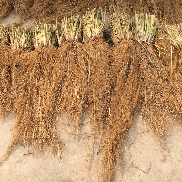 KHAMARE (vetiver roots or gongoli) - Spices, Plants, Roots and Powders