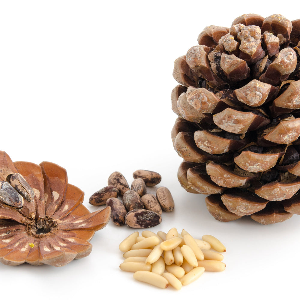 
                  
                    Pine nuts
                  
                
