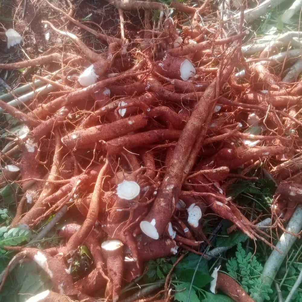 Moringa Oleifera roots BIO (dehydrated)